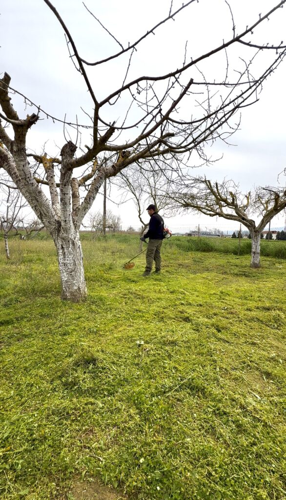 landclearing καθαρισμός οικοπέδων θεσσαλονίκη με χορτοκοπτικό